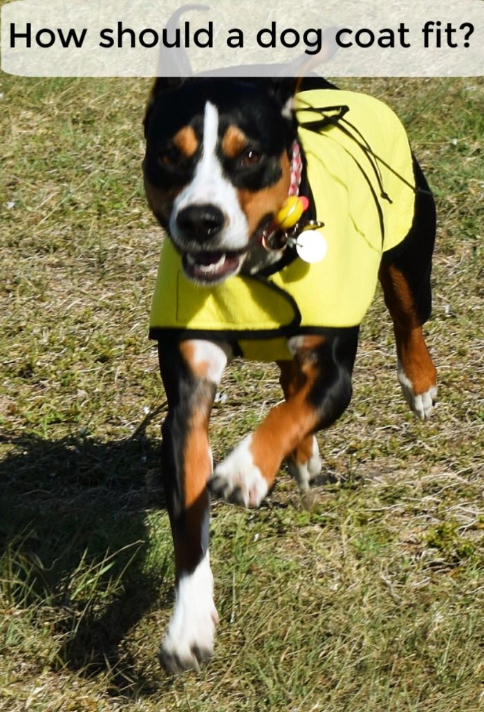 How should a dog coat fit?